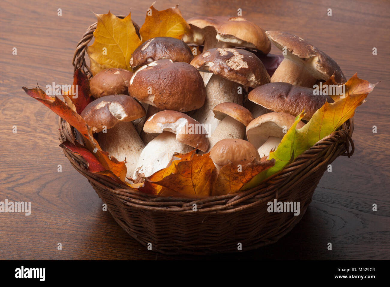 Cep or penny bun fungi, Boletus edulis, in a basket, studio pictures Hampshire England UK GB. Stock Photo