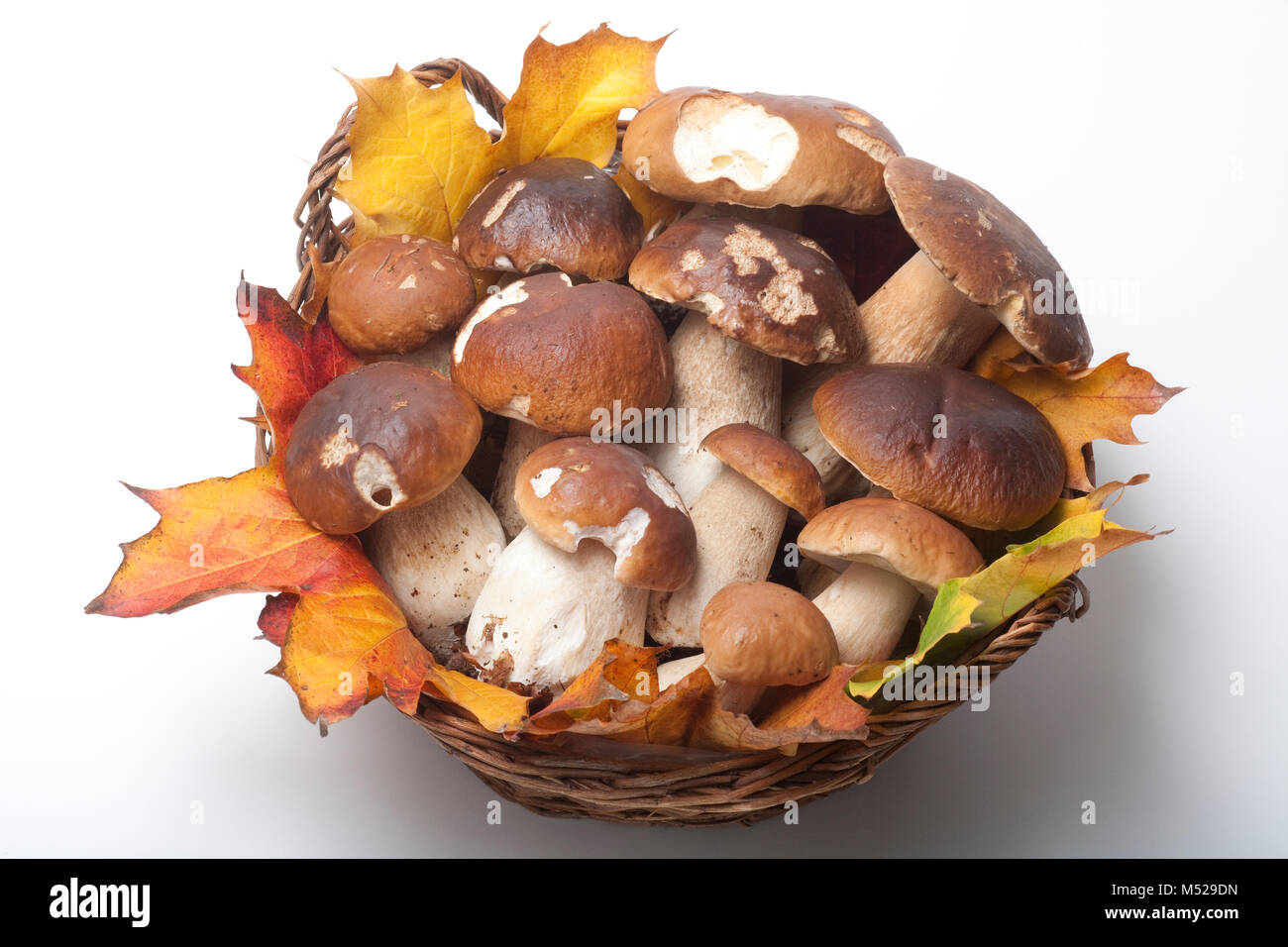 Cep or penny bun fungi, boletus edulis, in a basket, studio picture. Hampshire England Uk GB UK Stock Photo