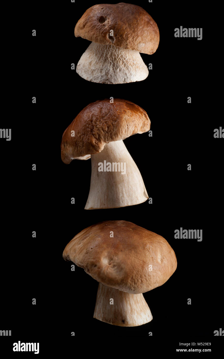 Studio picture of three cep or penny bun fungi, Boletus edulis, on a black background. Dorset England UK GB Stock Photo