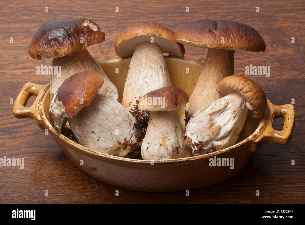 Cep or penny bun fungi, studio pictures Stock Photo