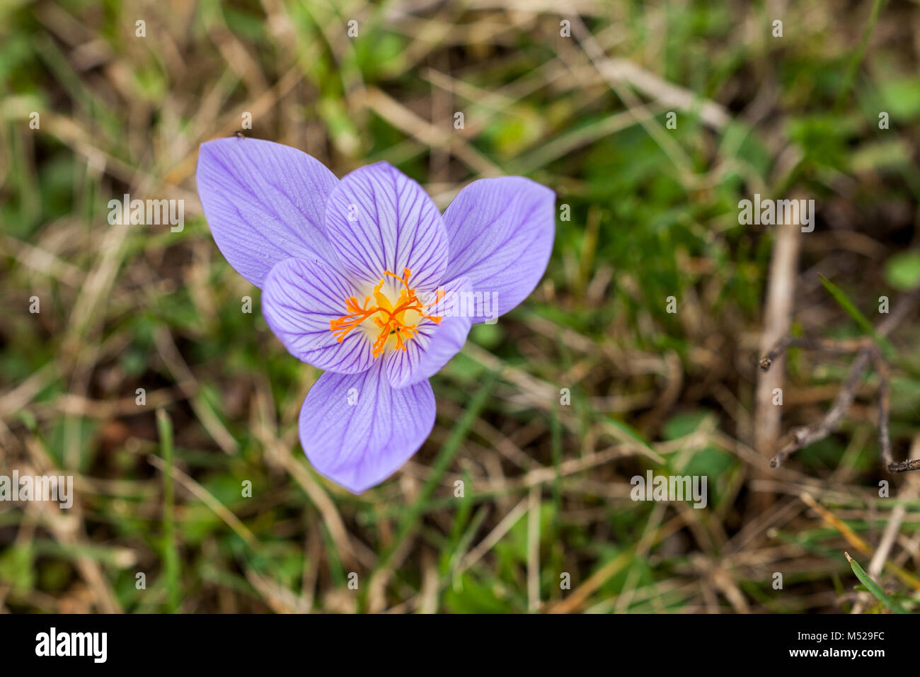 seasoning, gardening, nature concept. among the dried grass there is lonely flower of suffron, extremely beautiful plant and also really valuable beca Stock Photo