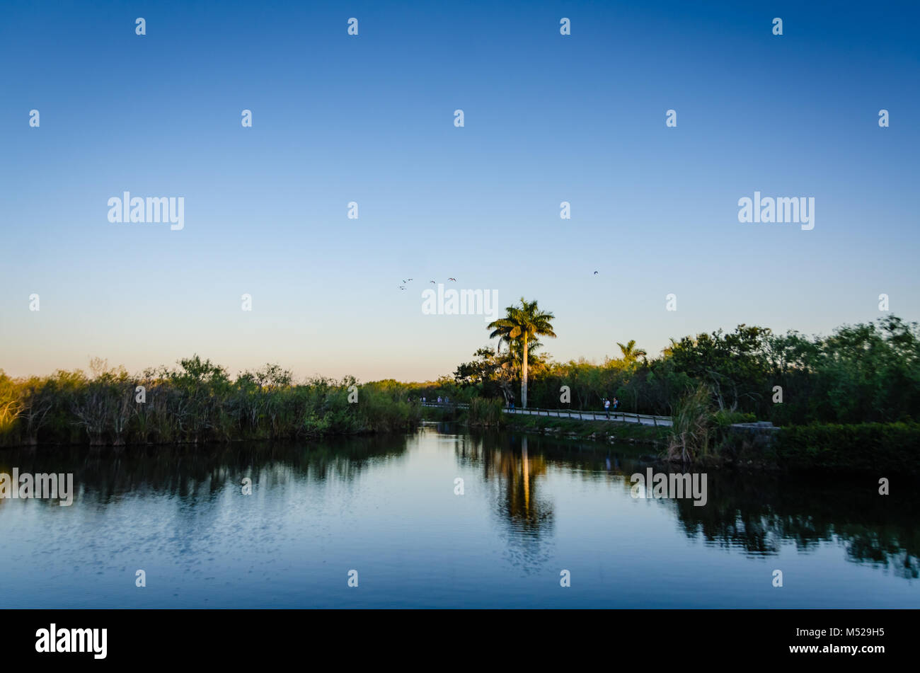 Twilight reflections on water at freshwater sawgrass marsh in Everglades National Park in Southern Florida. Stock Photo