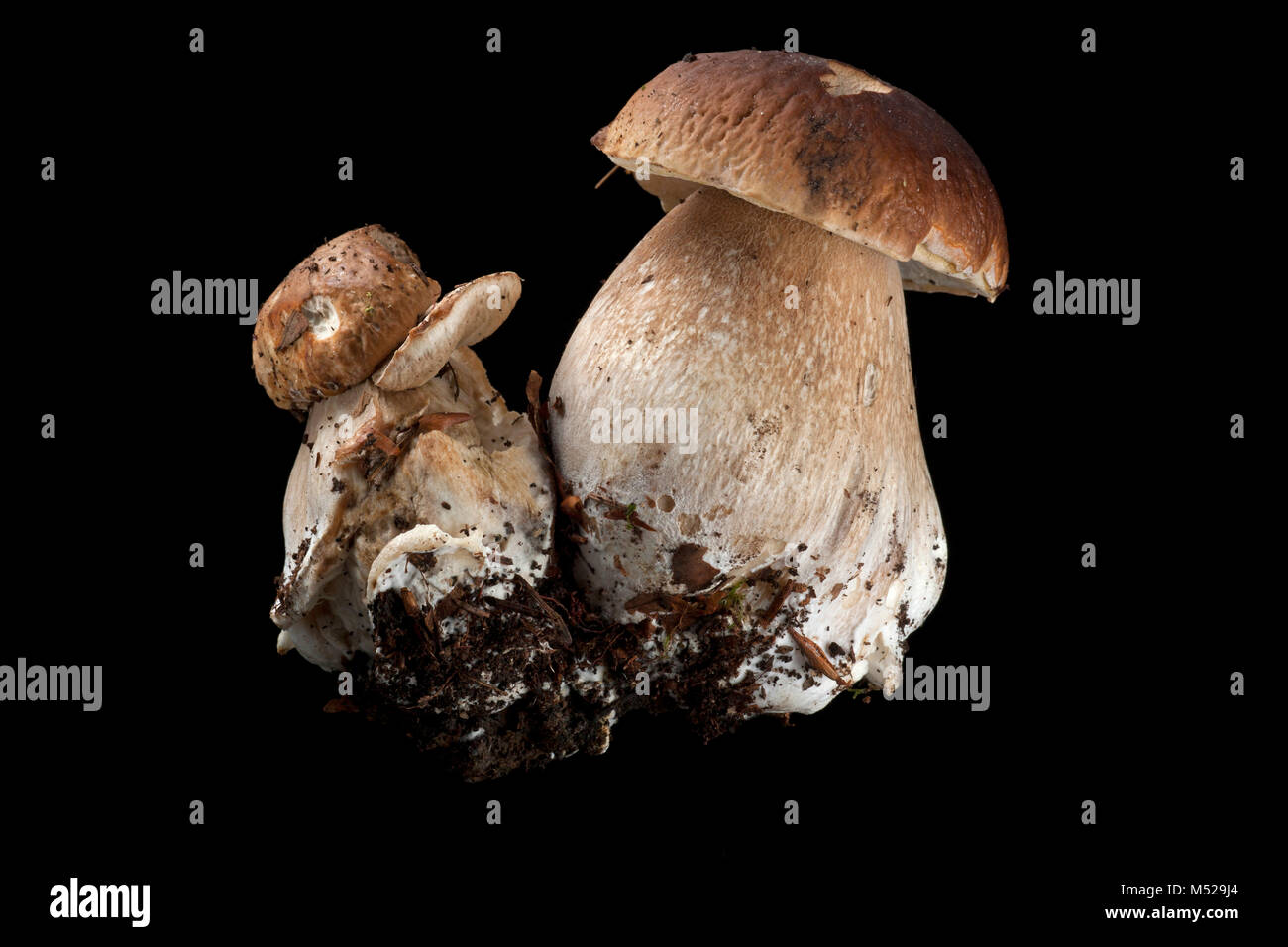 Studio picture of two cep or penny bun fungi on black background. Hampshire England UK GB Stock Photo