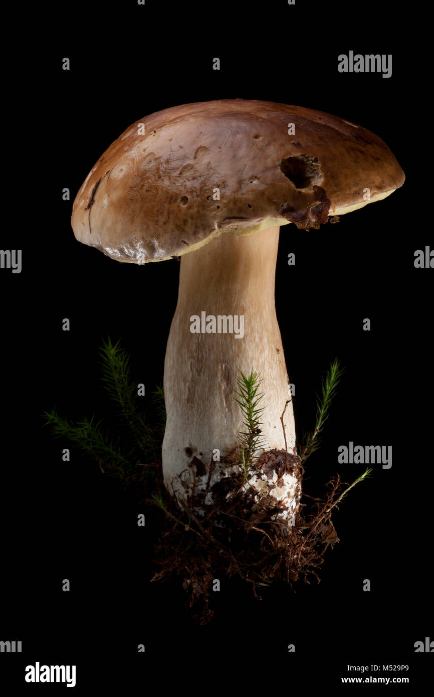 Studio picture of a single cep or penny bun fungus, Boletus edulis, on black background. Hampshire England UK GB Stock Photo