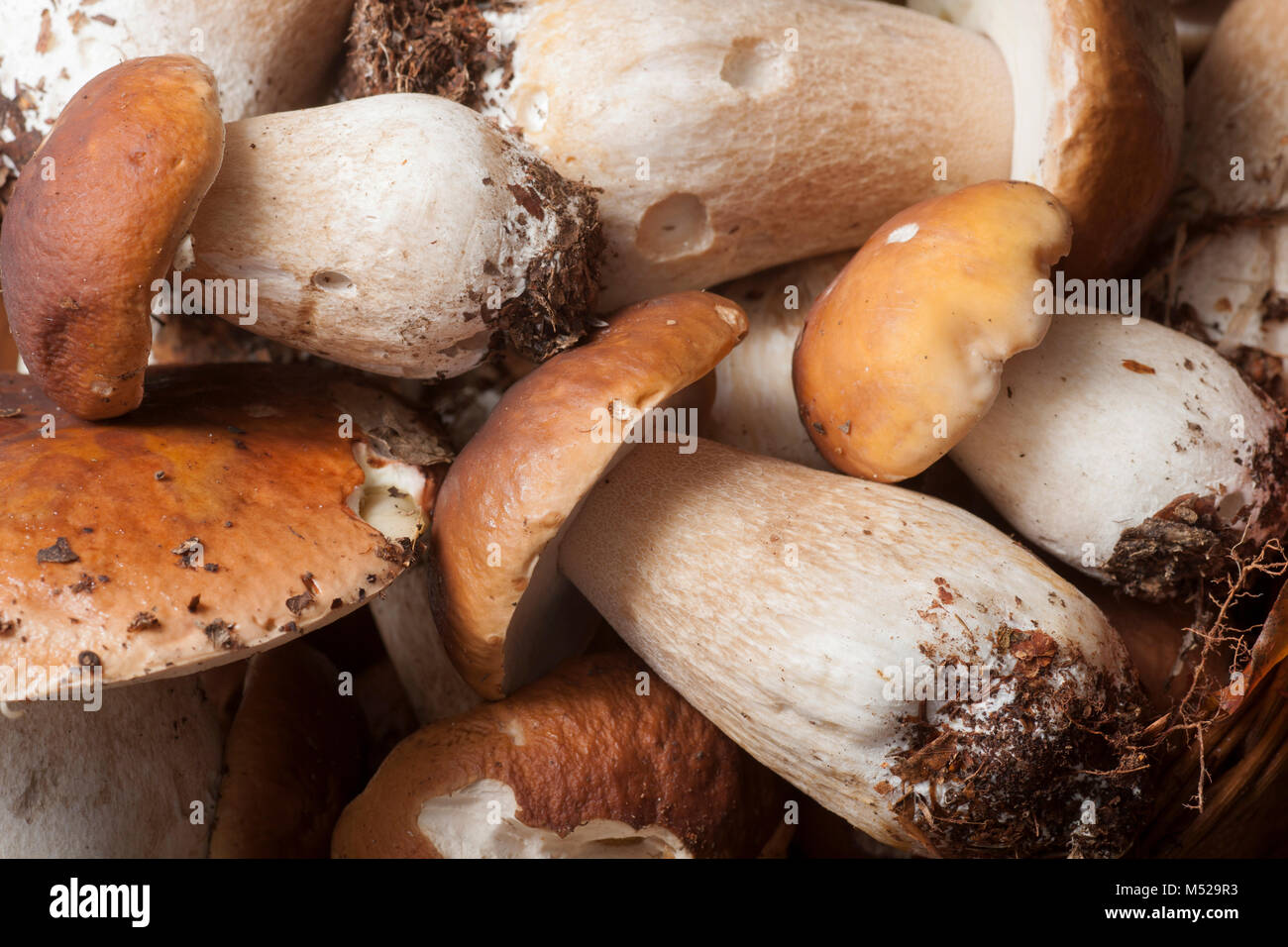 Cep or penny bun fungi, Boletus edulis,  studio pictures. Dorset England UK GB Stock Photo