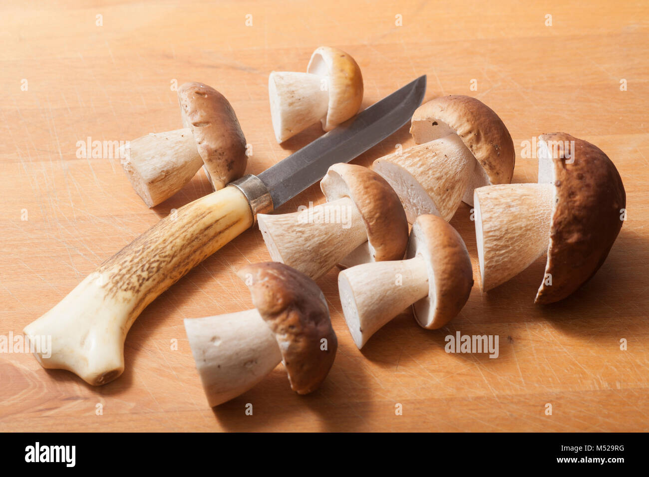 Cep or penny bun fungi, Boletus edulis, studio picture with homemade knife. Hampshire England UK GB Stock Photo
