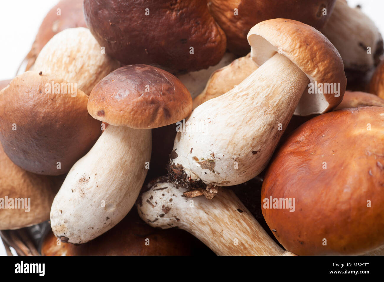 Ceps or penny bun fungi, Boletus edulis, studio picture. North Dorset England UK GB Stock Photo
