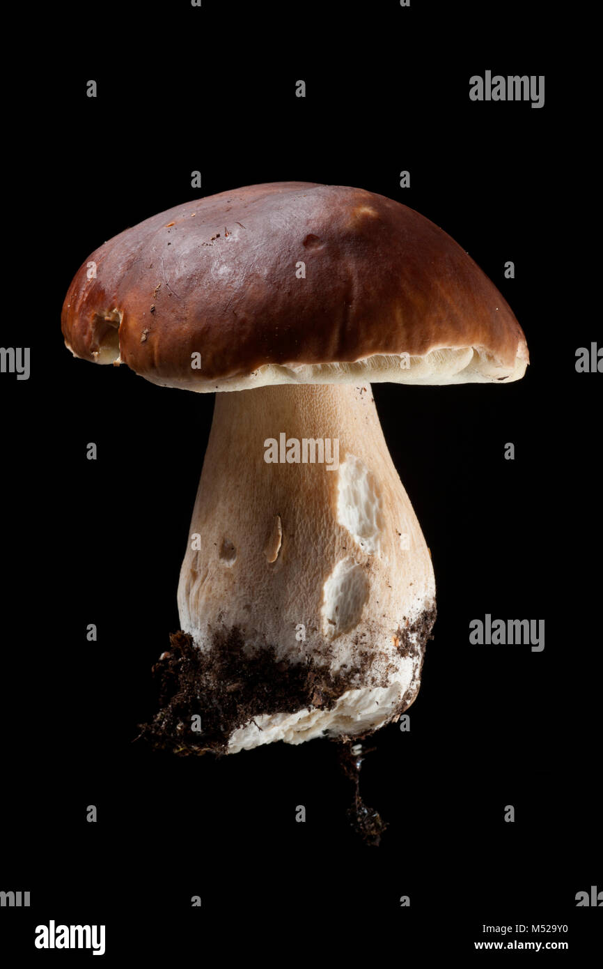 Studio picture of a single cep or penny bun fungi, Boletus edulis, on black background. Hampshire England UK GB Stock Photo