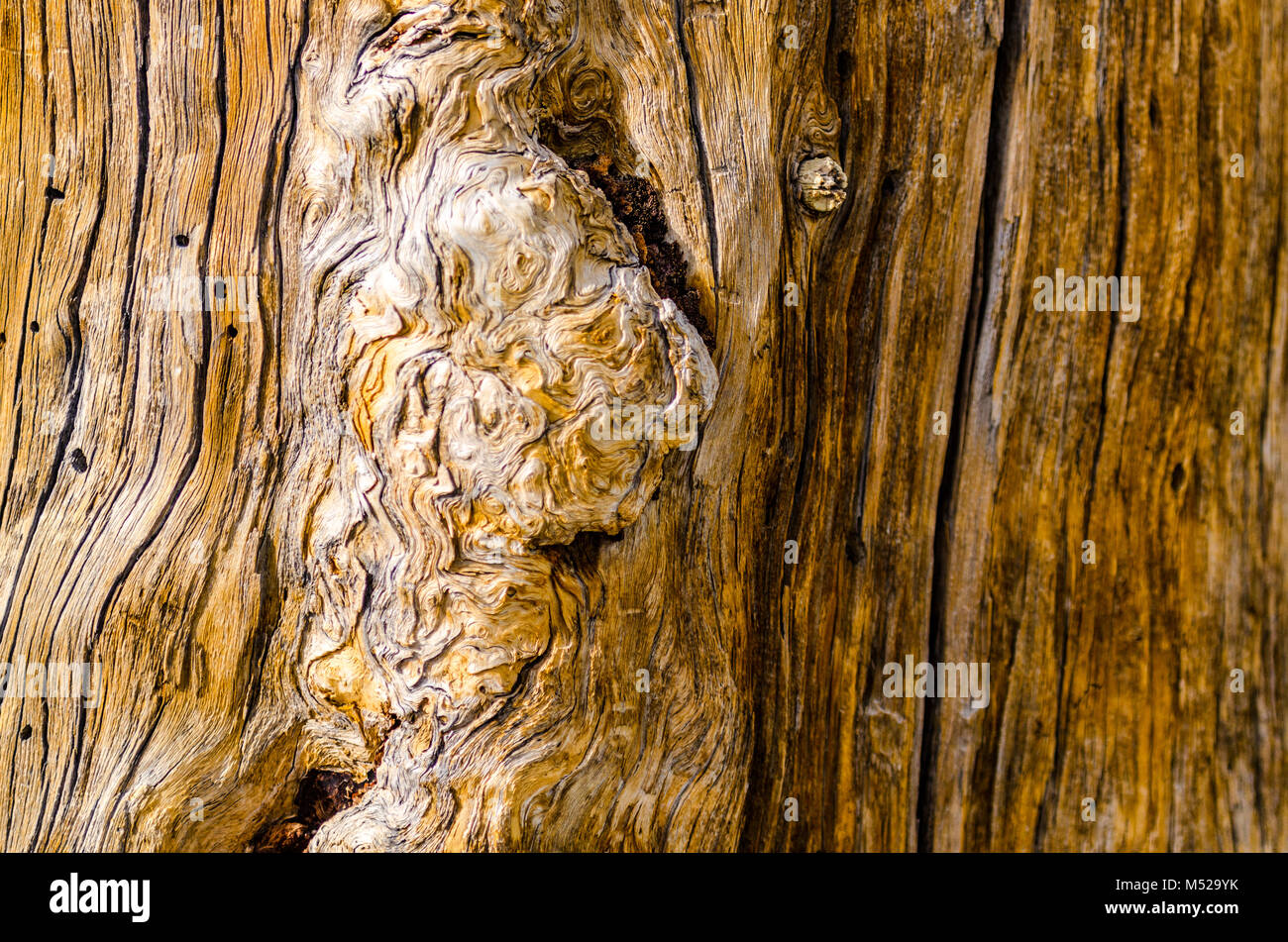 Knotted tree trunk with large burl. Stock Photo