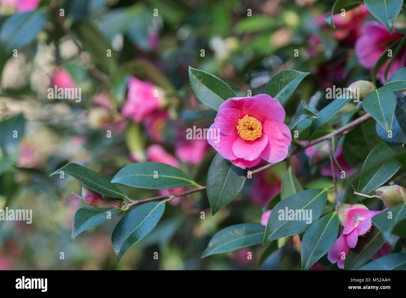 Camellia × williamsii ‘Mary christian' flowering in february. UK Stock Photo