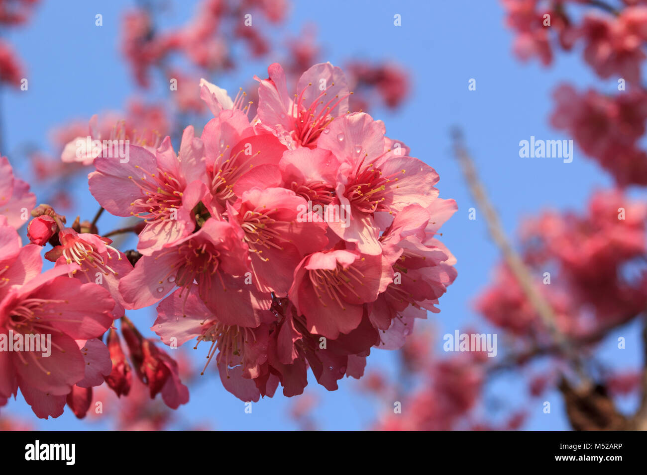 Cerasus serrulata blossom Stock Photo
