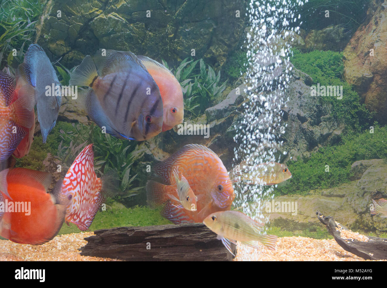 symphysodon diskus fishes aquarium view Stock Photo Alamy