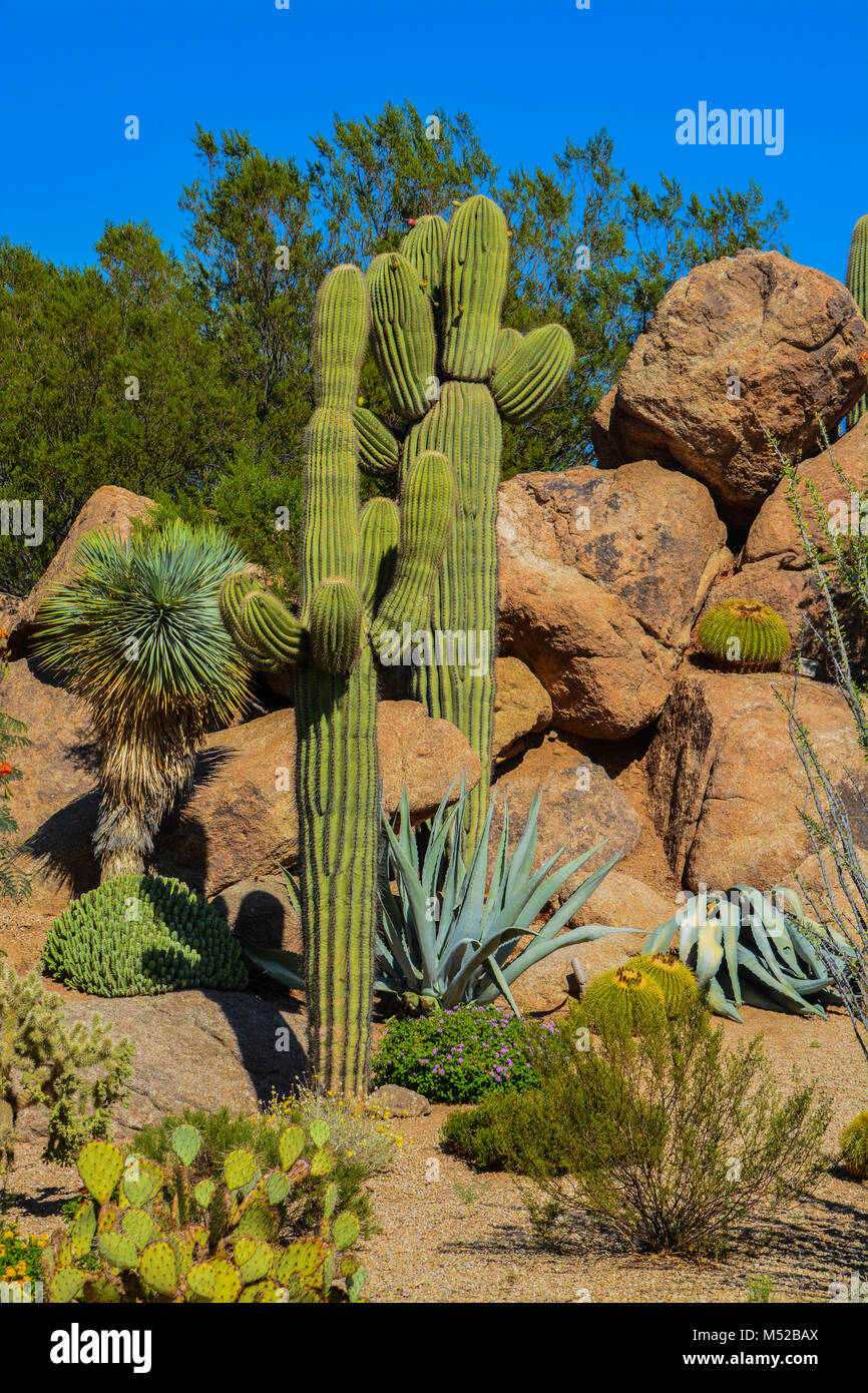 Desert cactus landscape in Arizona Stock Photo - Alamy