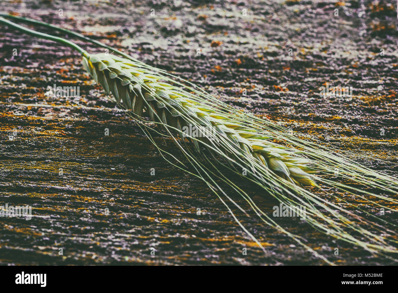 Ears of wheat, close-up Stock Photo