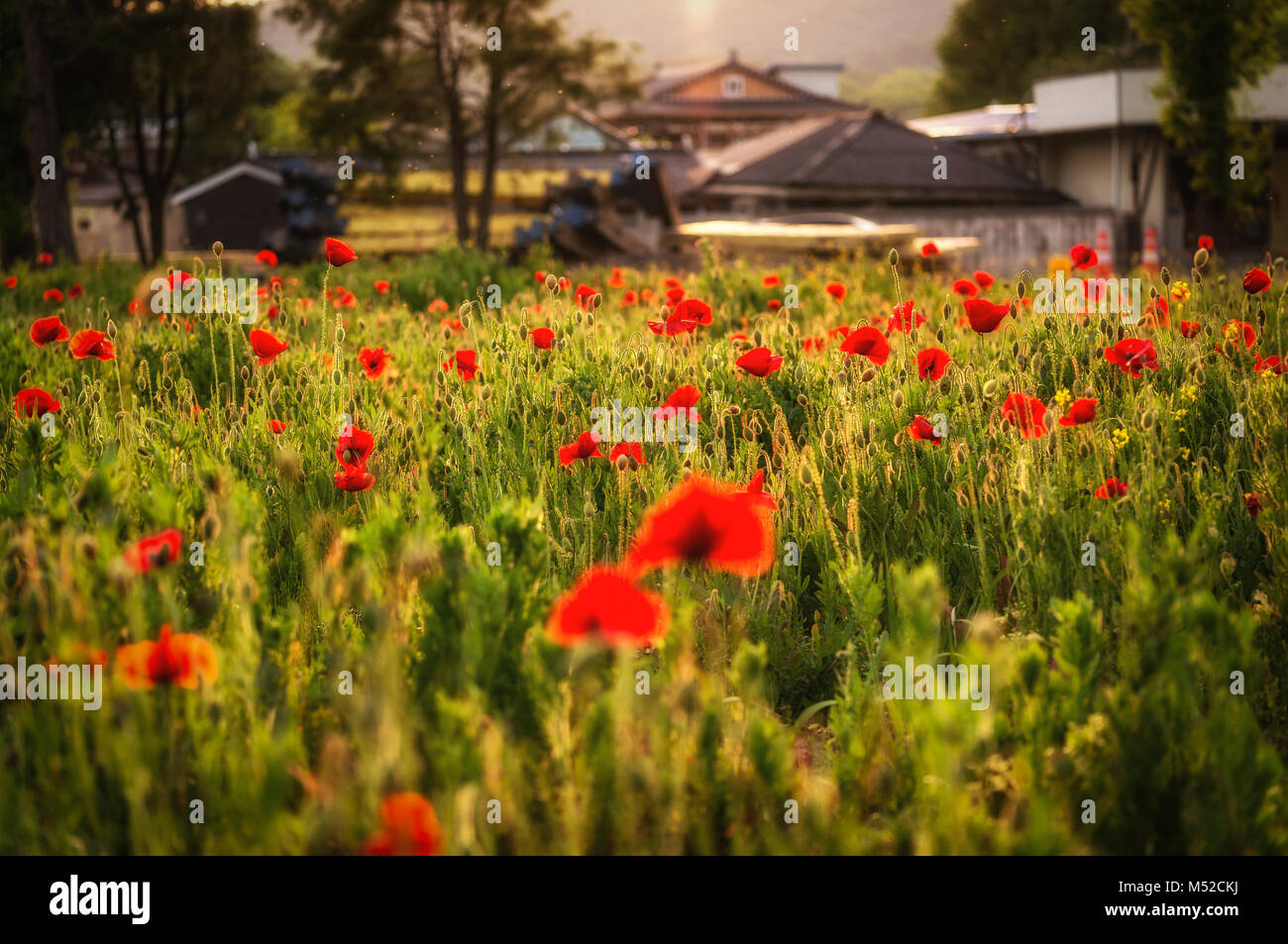 poppy flower field Stock Photo - Alamy