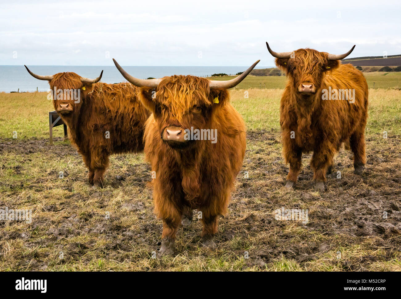 Trio of Highland cows in muddy field overlooking sea, Aberdeenshire, Scotland, UK Stock Photo
