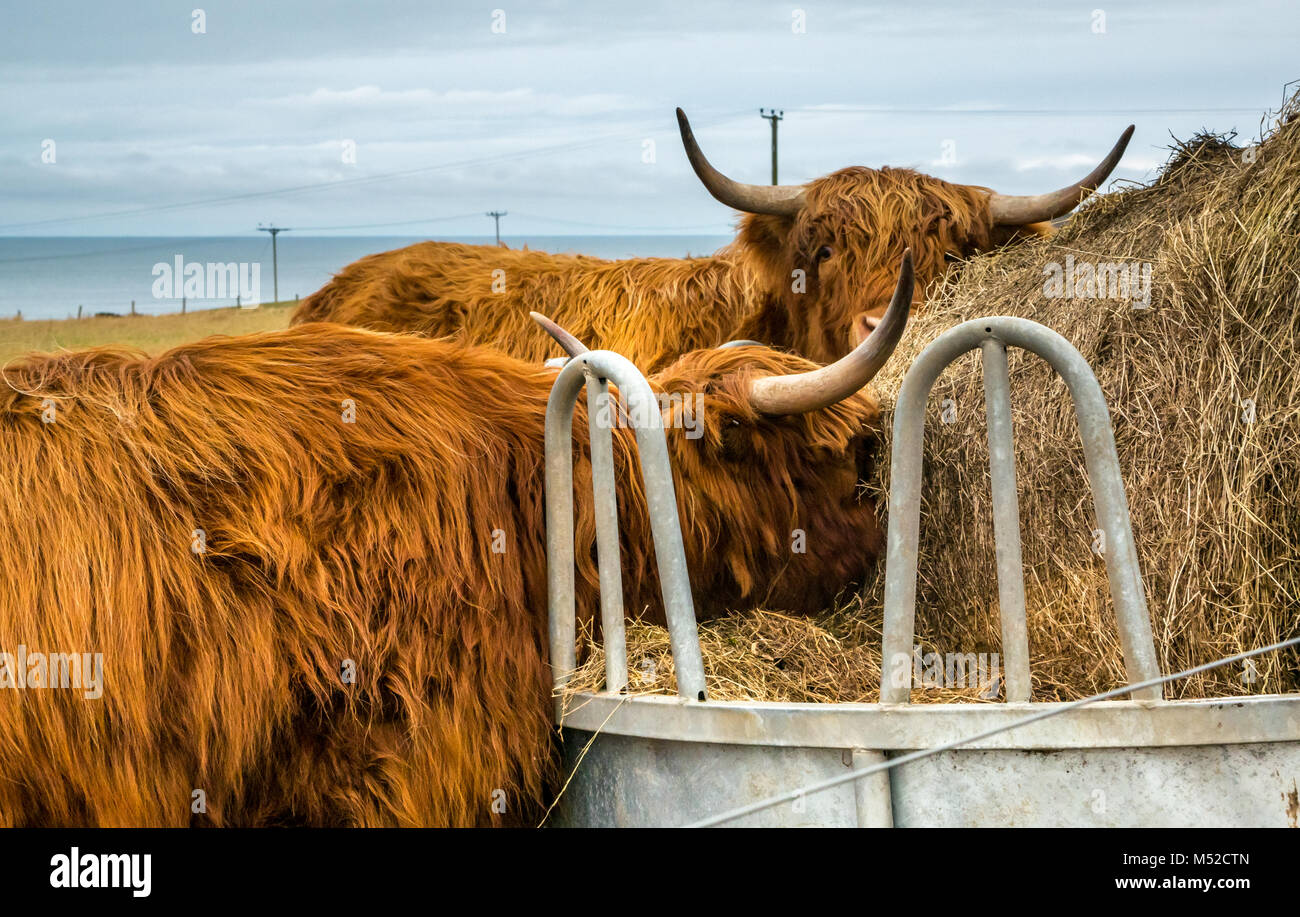 Highland cows in field eating hay from trough, Aberdeenshire, Scotland, UK Stock Photo