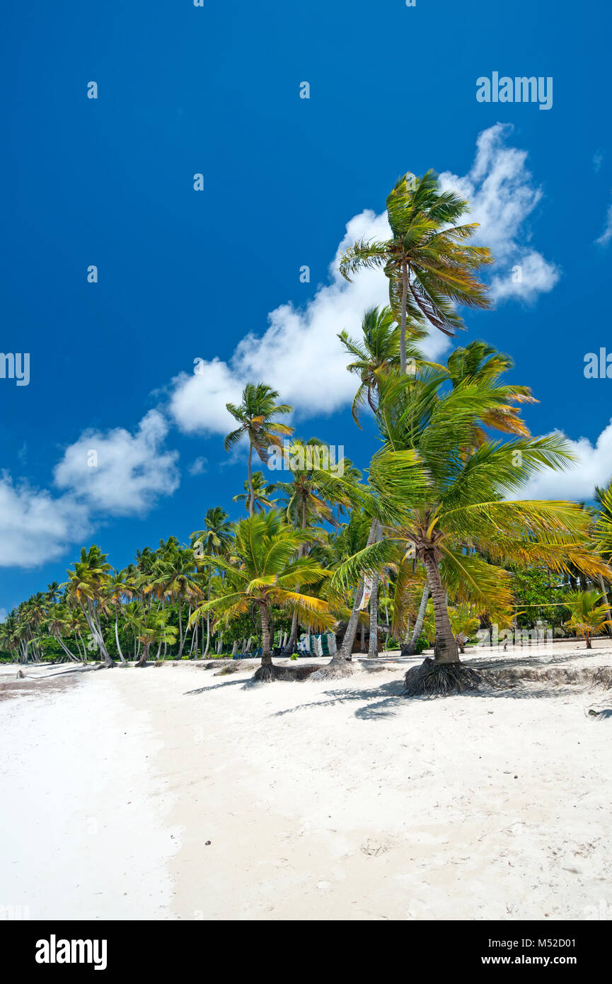 Tropical Caribbean beach with coconut palm trees Stock Photo Alamy