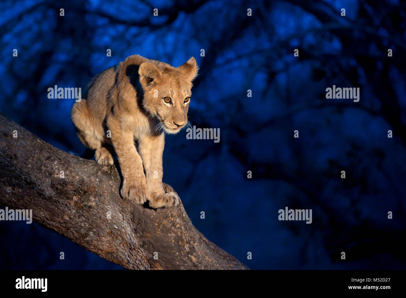 Lion cub in tree at dusk. Stock Photo