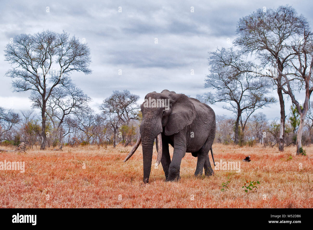Old elephant bull moving through dry bushveld Stock Photo