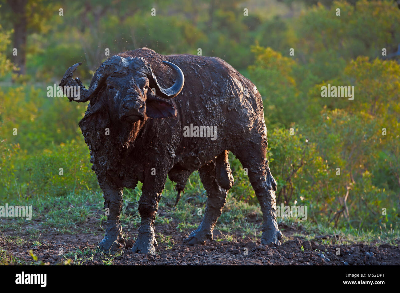 Cape buffalo bull covered with mud. Stock Photo