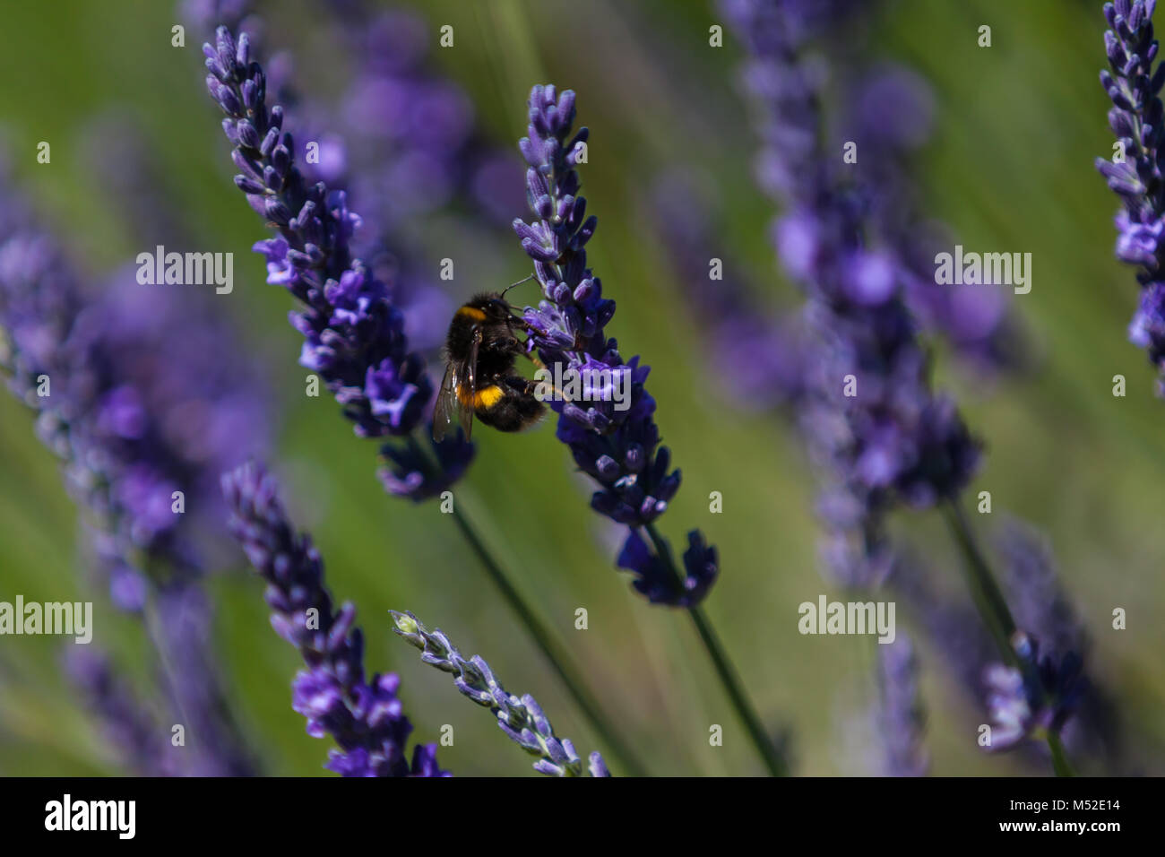 Lavender Field Provence Bee Close Up Bokeh Blurred Stock Photo