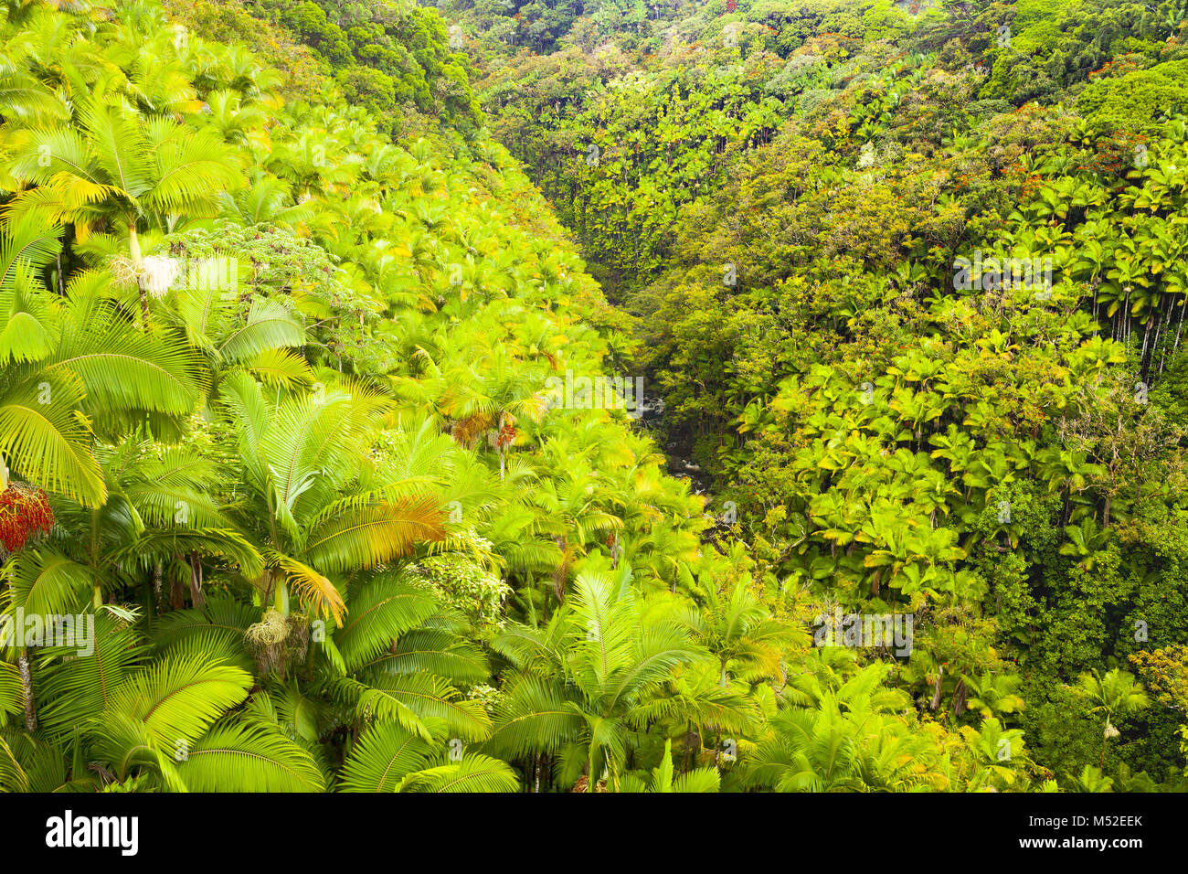 Hawaii jungle hires stock photography and images Alamy