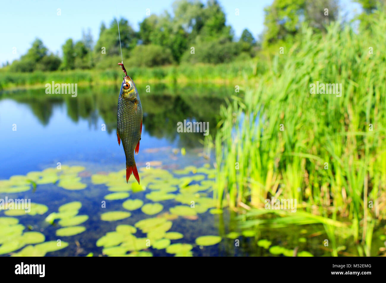Meat on the hook hires stock photography and images Alamy