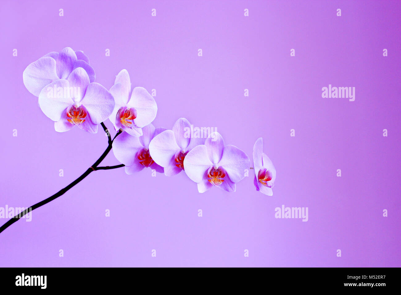 beautiful blooming pink orchid on the lilac background Stock Photo - Alamy