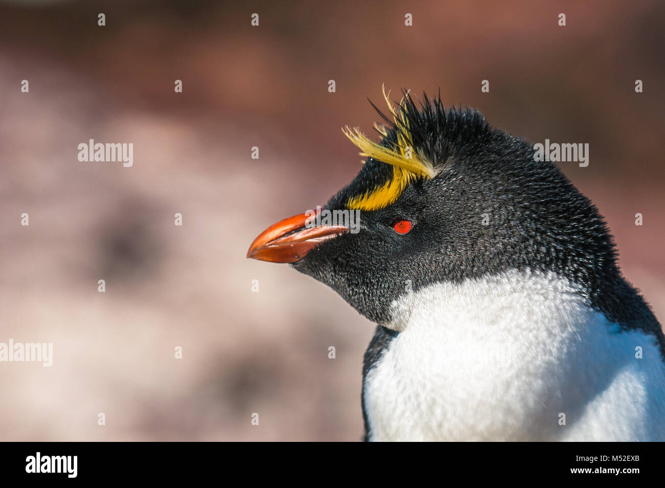 Rockhopper penguin, Patagonia, Argentina Stock Photo