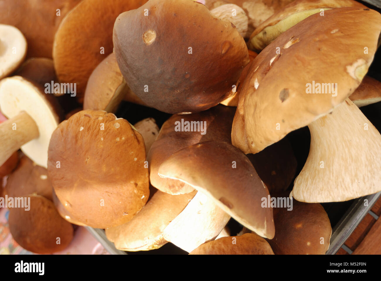 group of edible mushrooms close up Stock Photo