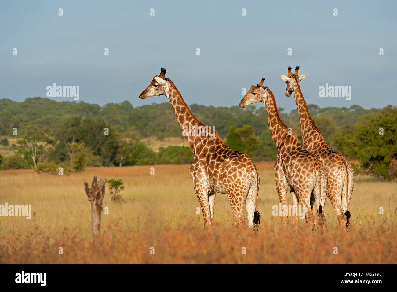 Journey of Giraffe Stock Photo Alamy