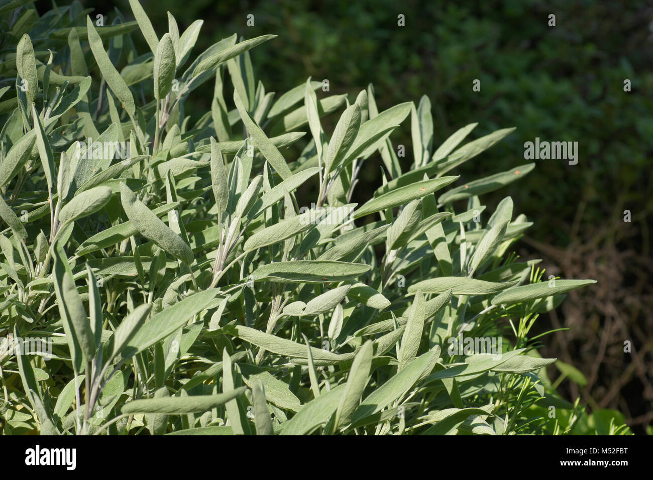 Salvia officinalis, sage Stock Photo