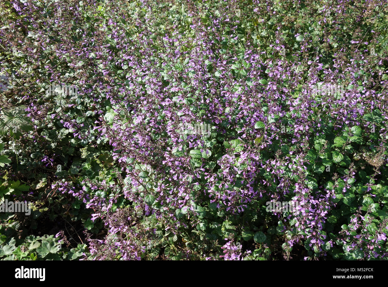 Clinopodium menthifolium, wood calamint Stock Photo - Alamy