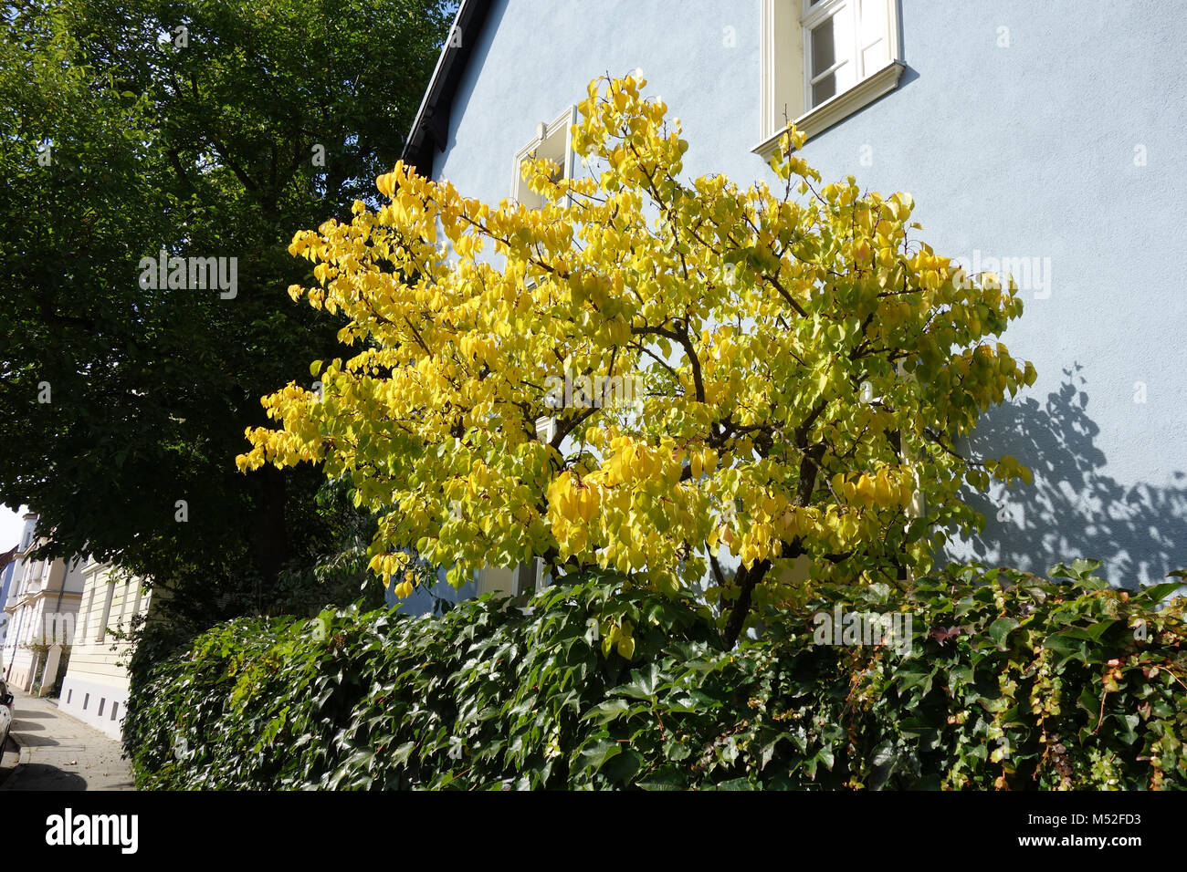 Prunus armeniaca, Apricot, autumn leaves Stock Photo
