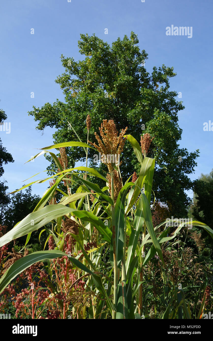 bicolor, great millet Stock Photo Alamy
