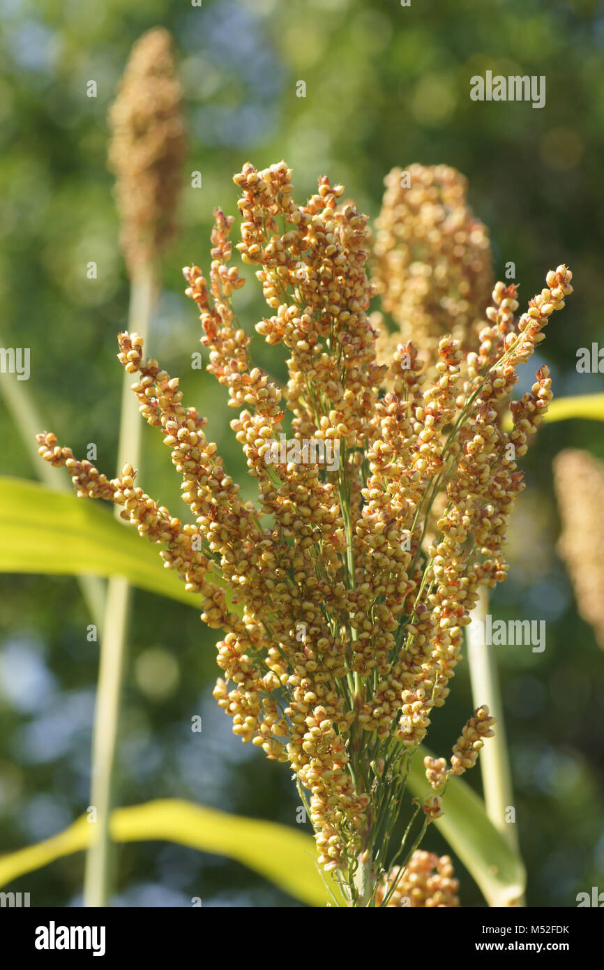 bicolor, great millet Stock Photo Alamy