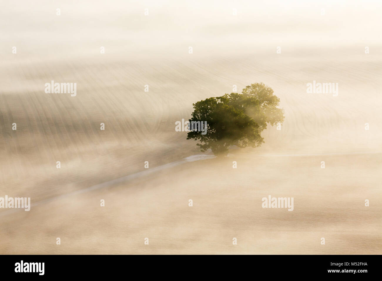Morning fog with a lonely tree on a field Stock Photo - Alamy