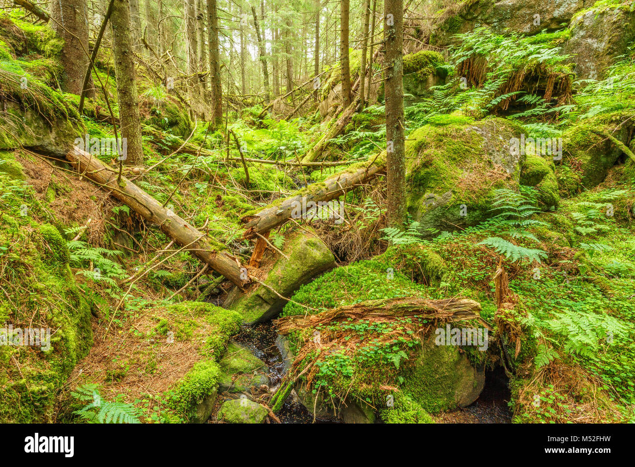Old fallen trees in hi-res stock photography and images - Alamy
