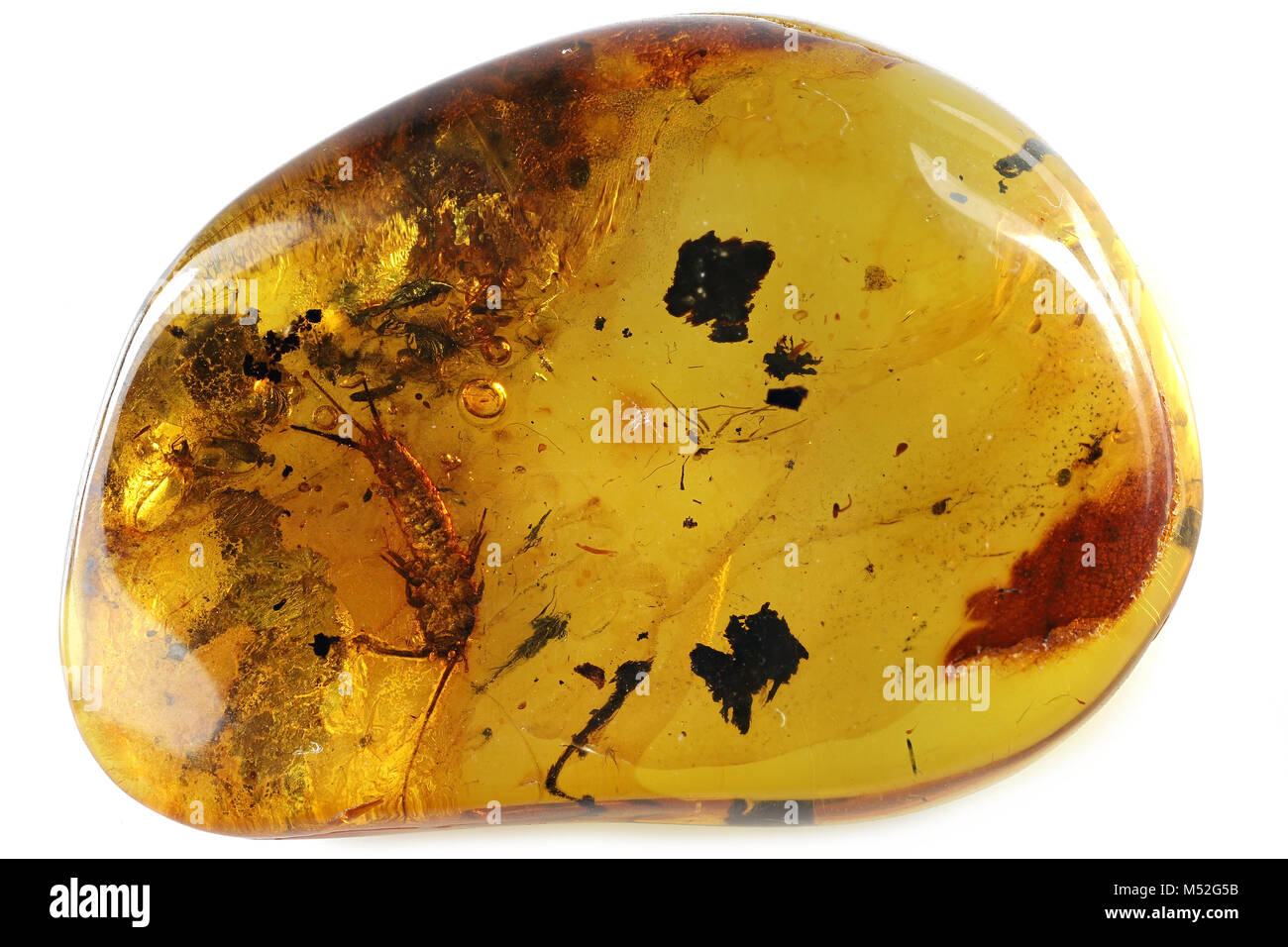 Baltic amber with silverfish isolated on white background Stock Photo