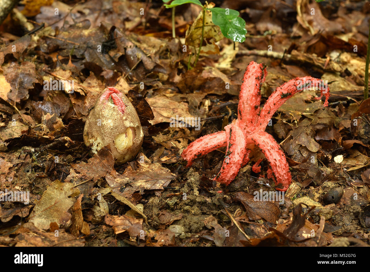 devil's fingers; octopus stinkhorn; star stinkhorn Stock Photo Alamy