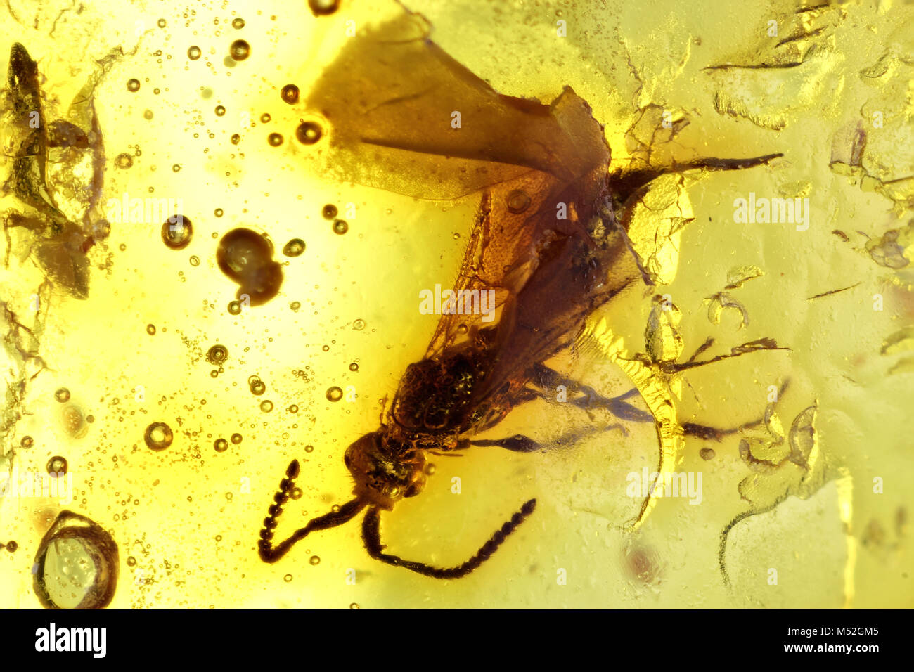 wasp imprisoned in baltic amber Stock Photo