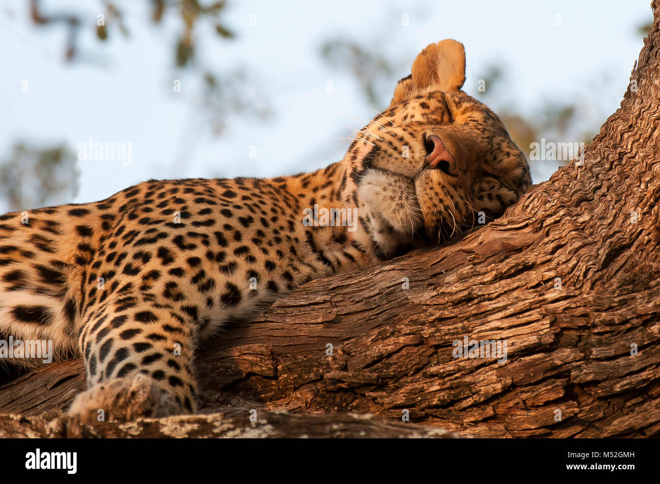 Leopard sleeping on branch. Stock Photo