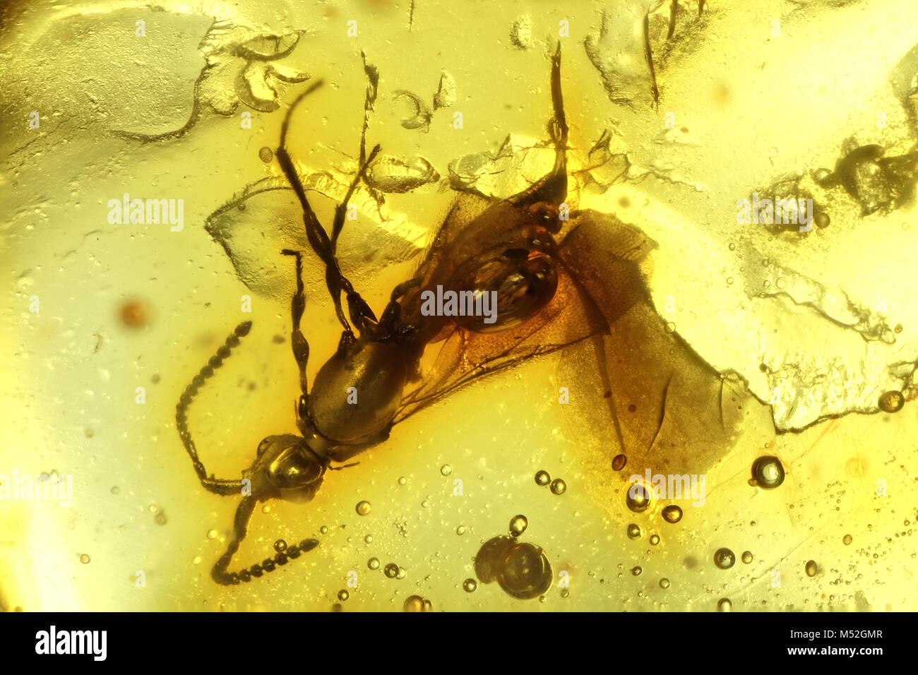 wasp imprisoned in baltic amber Stock Photo