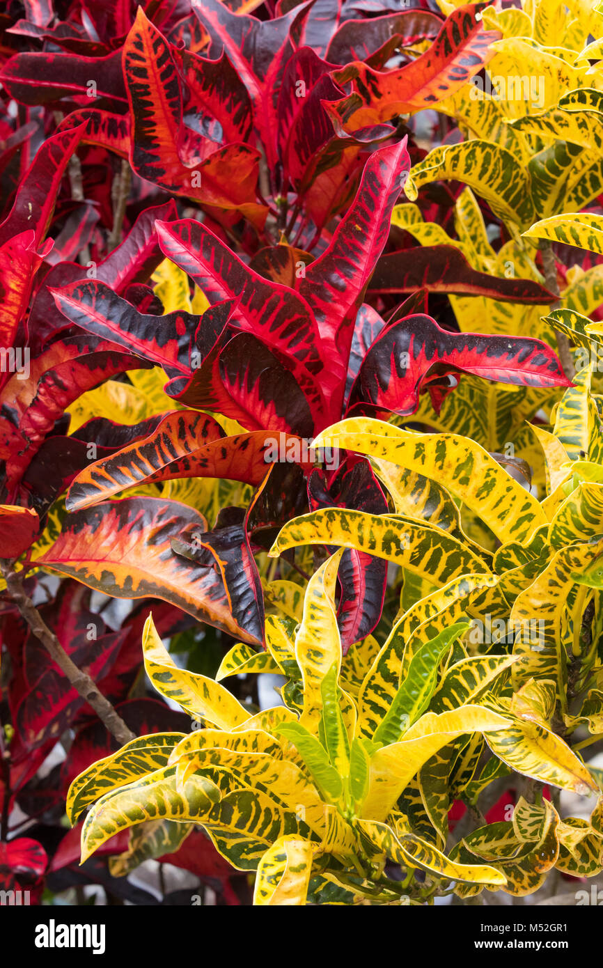 croton plant and its vivid colours Stock Photo
