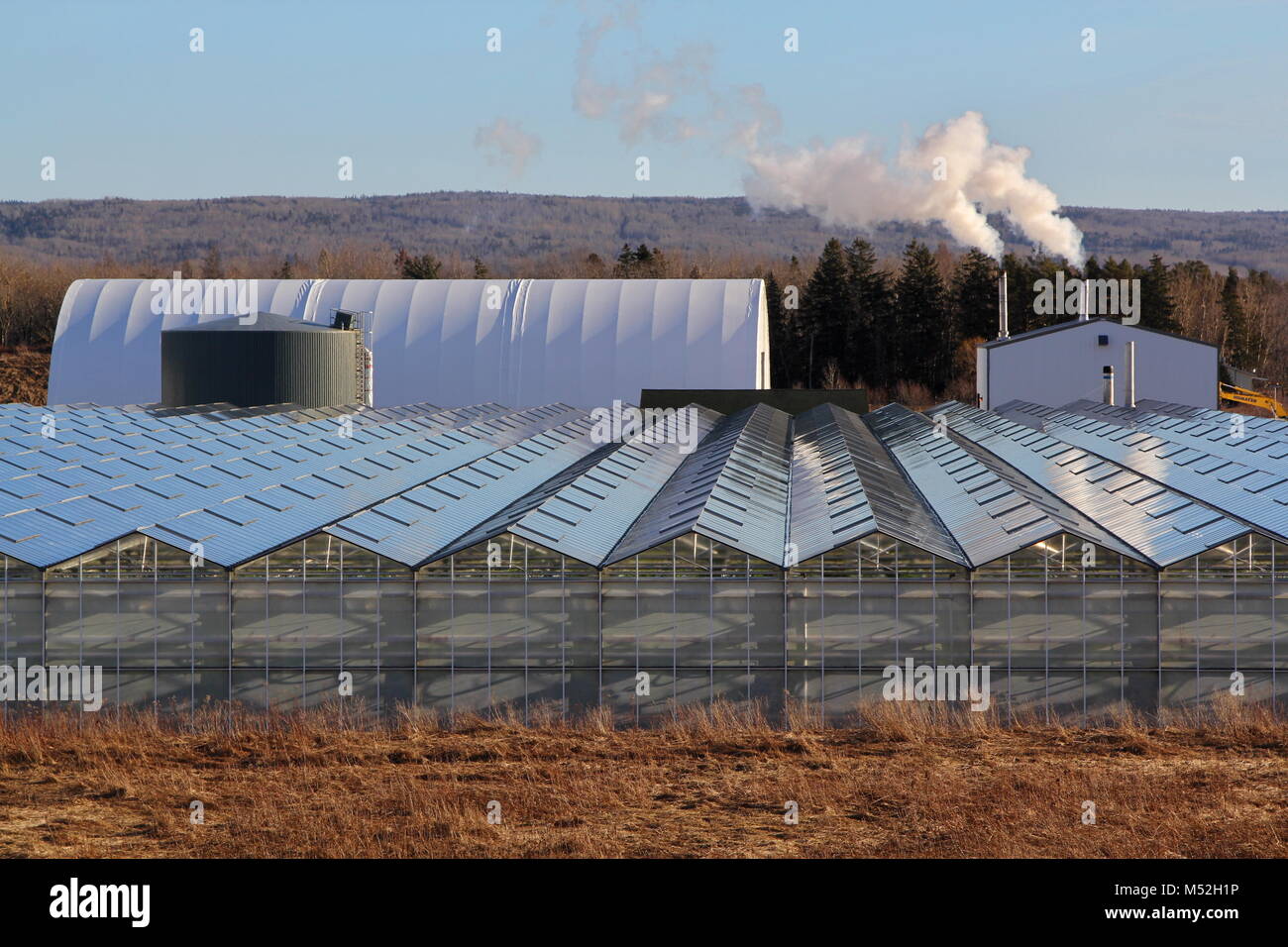 Large glass greenhouses den haas tomatoes, Lawrencetown, Annapolis
