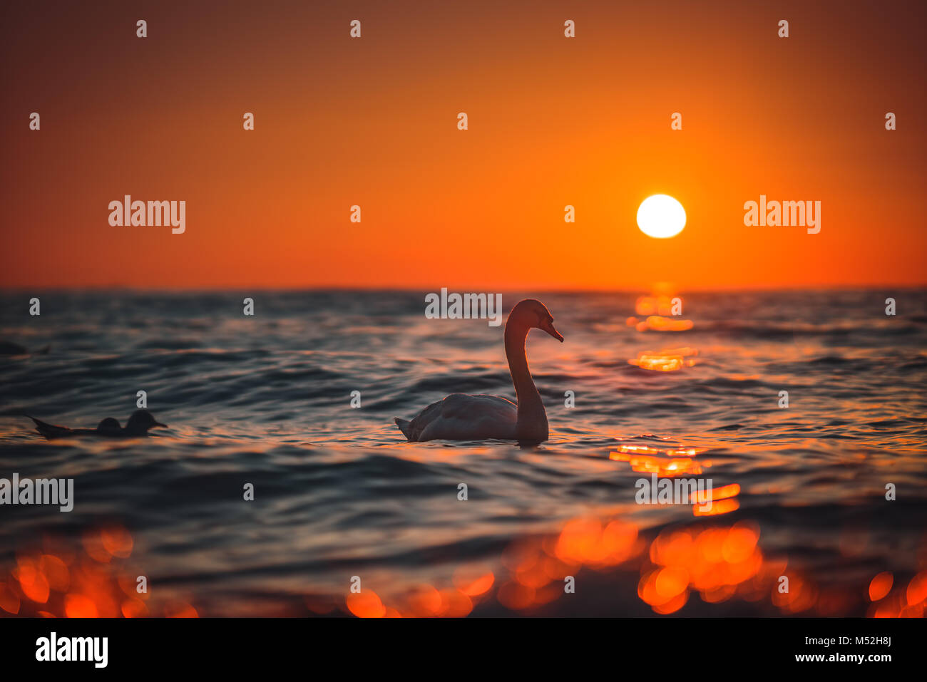 White swan in the sea,sunrise shot Stock Photo Alamy