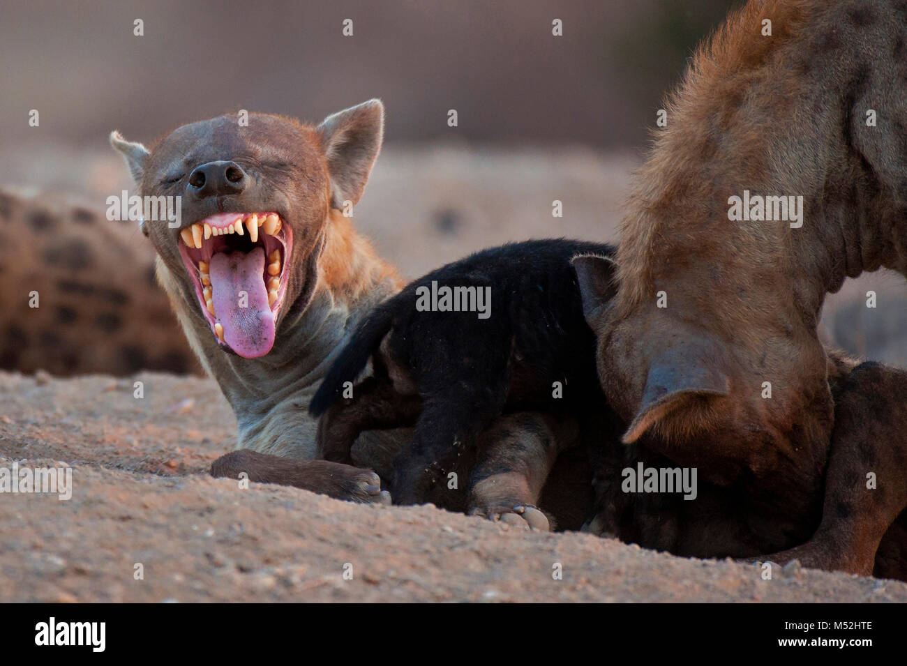 Female spotted hyena, with cub, yawning. Stock Photo