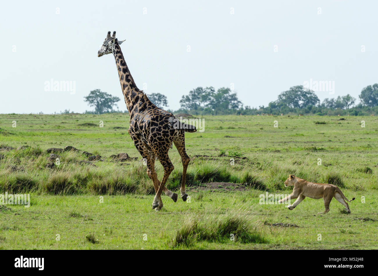 A young lion chasing a giraffe, a risky game as giraffes have been known to kill adult lions with a single kick. Stock Photo