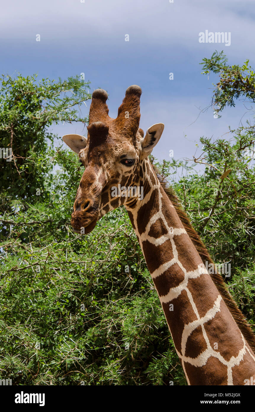 A reticulated giraffe (Giraffa camelopardalis reticulata) feeding on the upper branches of an acacia tree. A prominent 'third horn' is evident on its  Stock Photo